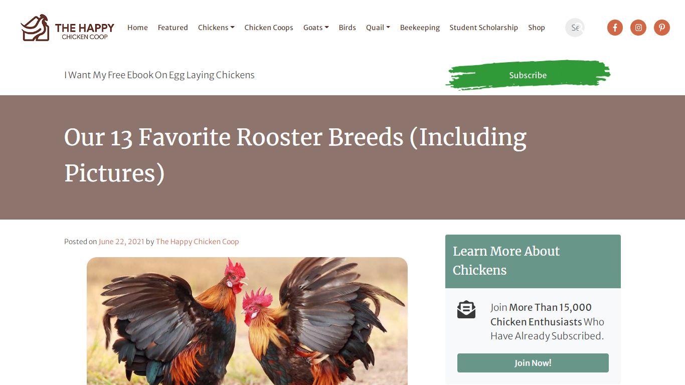 Our 13 Favorite Rooster Breeds (Including Pictures) (2021)