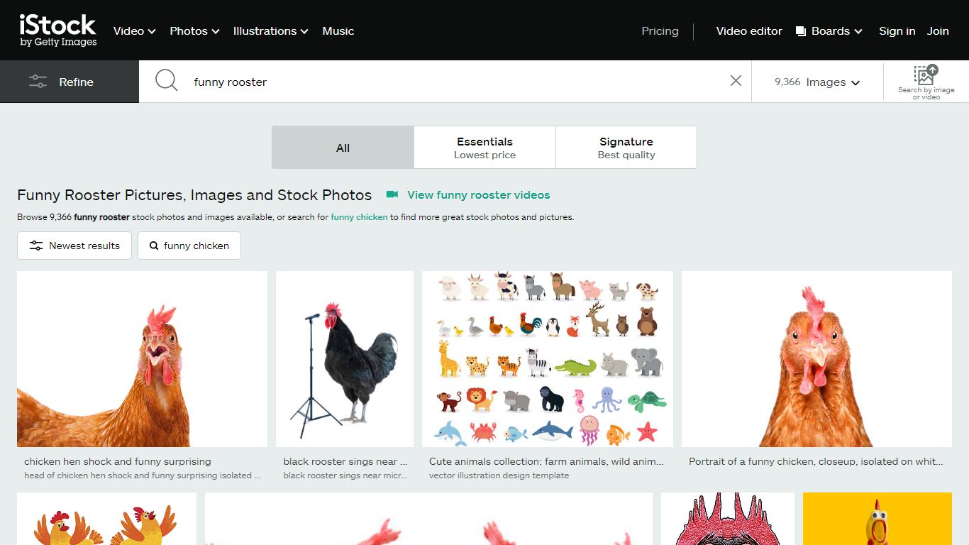 Funny Rooster Stock Photos, Pictures & Royalty-Free Images - iStock