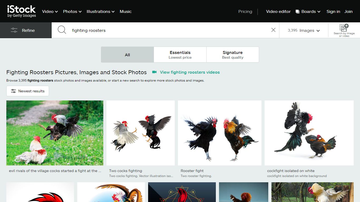 Fighting Roosters Pictures, Images and Stock Photos